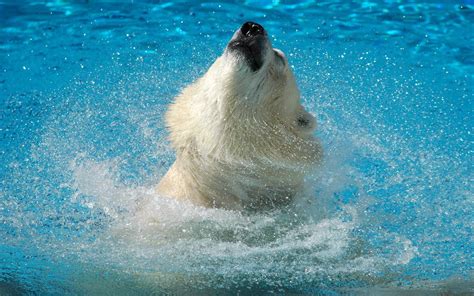 Download Animal Polar Bear Wallpaper