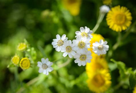 Little White Flowers On Skitterphoto