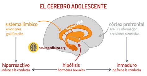 La Adolescencia Del Cerebro Neuronas En Crecimiento