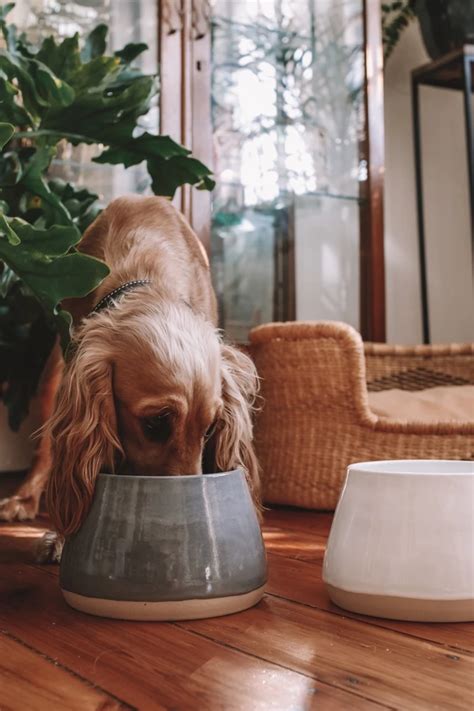 Long Eared Ceramic Dog Bowl Ceramic Dog Bowl Cute Dog Bowls Dog Bowls