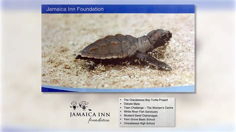 Jamaica Inn Turtle Release Youtube