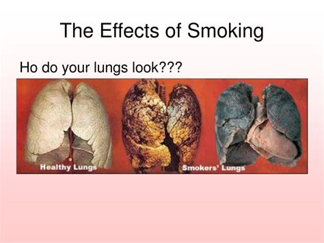 ppt the effects of smoking powerpoint presentation free download id 5095010
