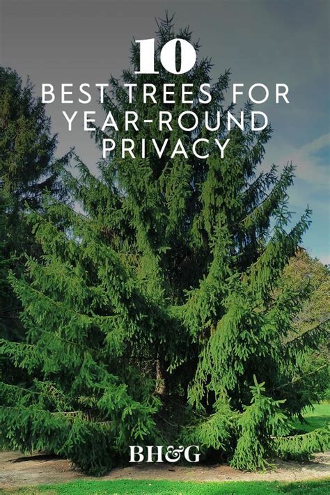 Plant These 10 Evergreen Trees For Privacy And Year Round Greenery