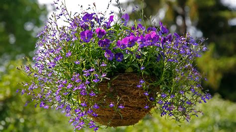Hanging plants with bright colors and flowers with long tubules attract hummingbirds. Choosing the Best Flowers for Hanging Baskets | Gilmour