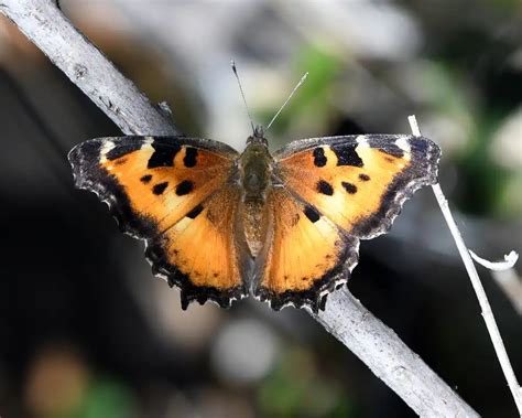 California Tortoiseshell Butterfly Identification Facts And Pictures