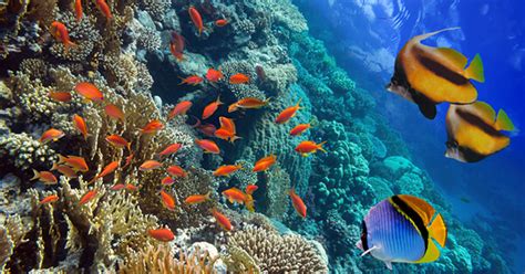 Sketsa gambar pemandangan bawah laut 11. Pemandangan Bawah Laut di Indonesia Ini Menakjubkan ...