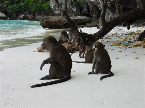 monkey-beach-@-kho-phangan,-thailand-thailand-travel,-phuket-thailand,-thailand