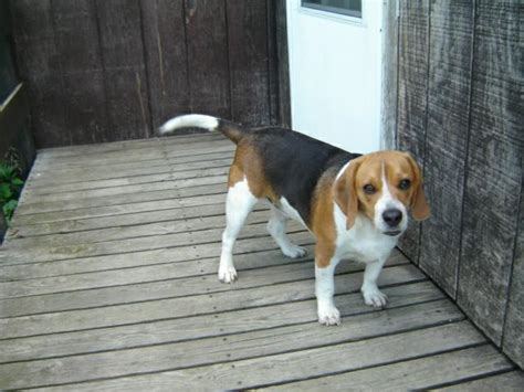 My girlfriend´s mom rides my dick better than my gf. Mr. Beegs Needs a Home....Beagle Anyone