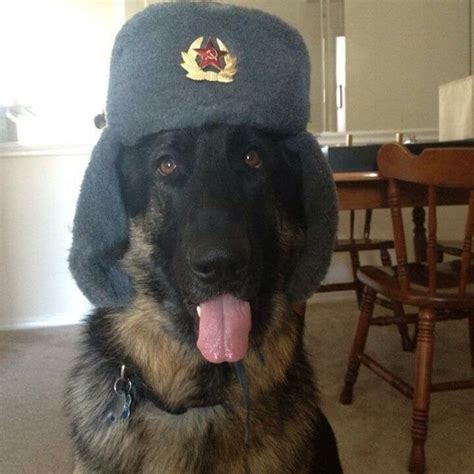 A German Wearing A Soviet Hat Dogswearinghats