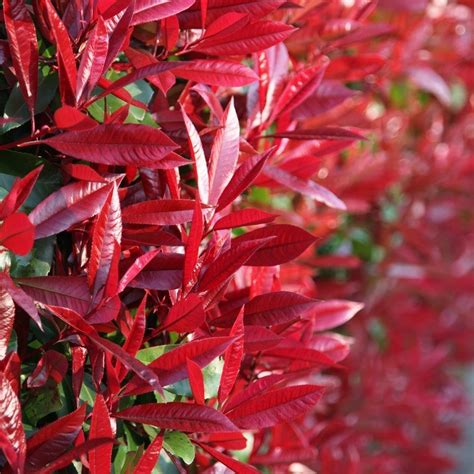 Photinia Fraseri Red Robin Glanzmispel 6080 Cm Heckenpflanzen