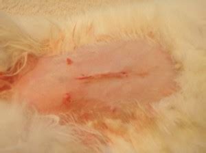 If your cat has visible stitches, you are only seeing the outer layer. Rabbit neutering - Cat the Vet