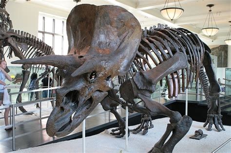 Triceratops Dinopit