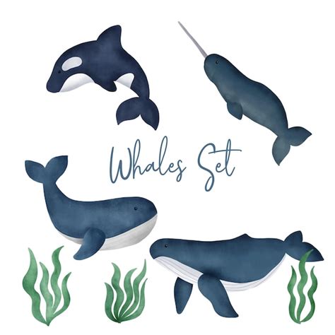 Premium Vector Watercolor Whales Set