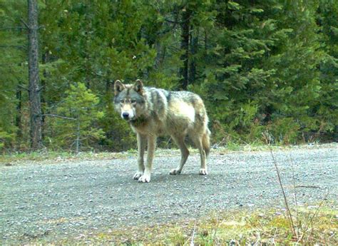 Renowned Oregon Wolf Or 7 Is A Father Again Jefferson Public Radio