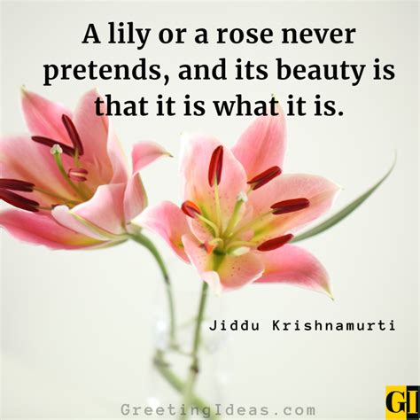 30 Best Lily Quotes And Sayings For A Pure Heart