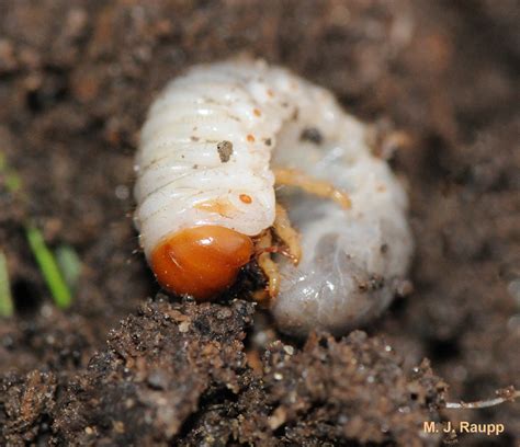 Misery Named The Japanese Beetle Popillia Japonica — Bug Of The Week