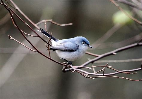 Spring Bird Migration Takes Flight As First Wave Of Songbirds Arrives
