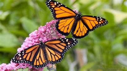 Butterfly Monarch Desktop Male Female Wallpapers Backgrounds