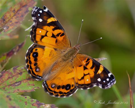 Maryland Biodiversity View Thumbnails American Lady Vanessa