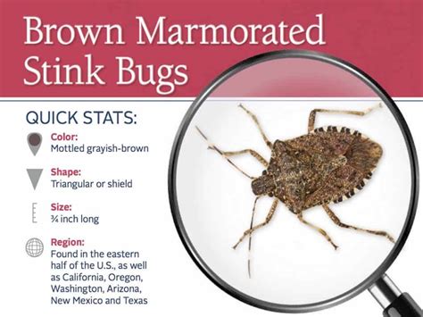 How To Kill Stink Bugs In Garden