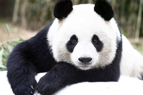 Pandagenic Panda Cam Panda Love Cute Panda Panda Bears Animals Of