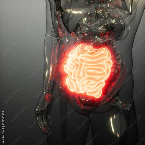 Human Small Intestine Radiology Exam Stock Illustration Adobe Stock