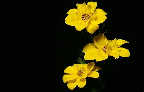 Yellow Flower Desktop Wallpapers Top Free Yellow Flower Desktop