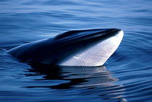 Image2_caption = size comparison against an average human regnum = animalia phylum. Life of Common Minke Whale - Life of Sea