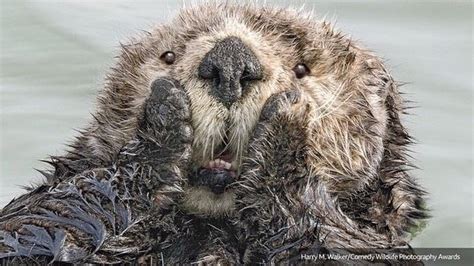Have You Ever Seen An Otter Do ‘the Scream Its One Of The Images