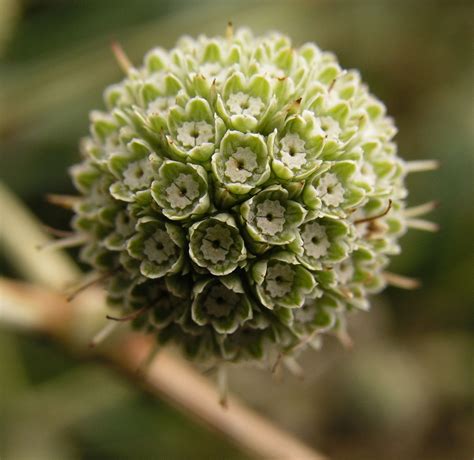 7 imágenes chidas para descargar. Mysterious ball flower | Verde, Cuerpo humano, Cuerpo