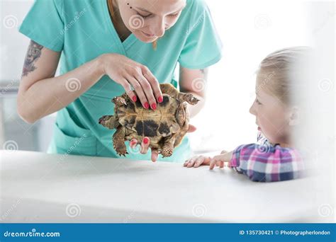 Girl Looking At Doctor Examining Turtle In Veterinary Clinic Stock