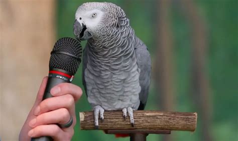 Why And How Parrot Talk Why Parrots Can Talk Like Humans