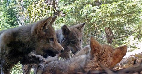 Federal Plans To Lift Wolf Protections Would Trigger Hunt Onfocus