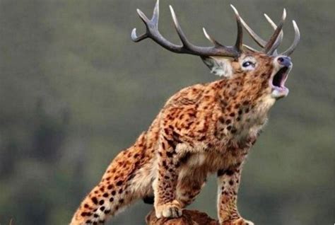 12 Animal Hybrids You Wont Believe Really Exist