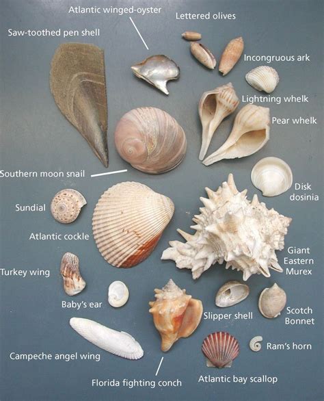 Shown Here Are Some Of The More Common Seashells Found On Padre Island