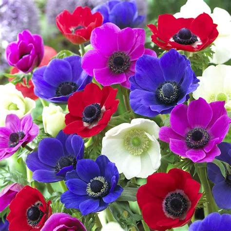 Buy Anemone Bulbs Anemone Coronaria De Caen Group Mixed Delivery By