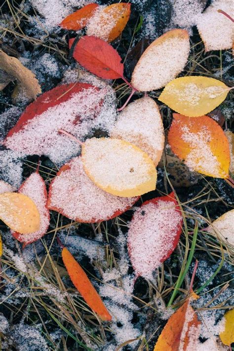 Bright Autumn Leaves In The Snow On The Ground Stock Image Image Of