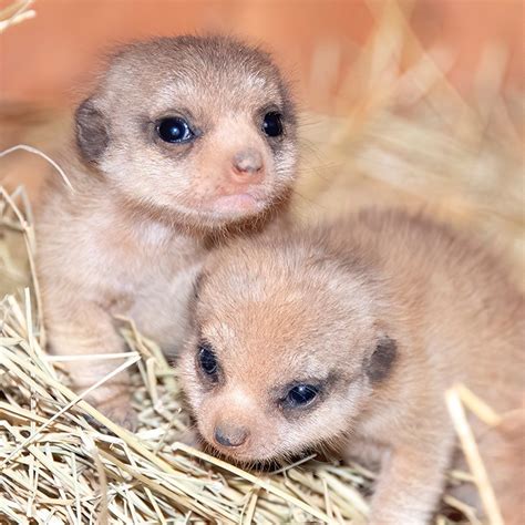 The Cutest Pair Of Baby Meerkats Have Been Born At Miami Zoo
