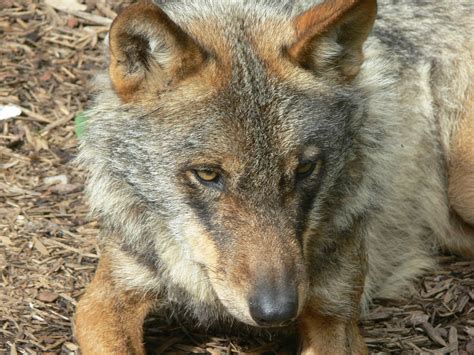 Iberian Wolf At Blackpool Zoo 180813 Zoochat