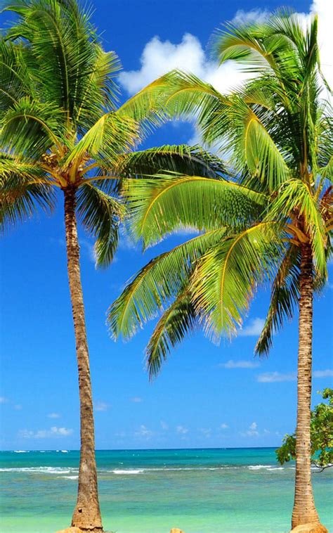 Download Wallpaper 800x1280 Sunny Day Tropical Beach Tree Palms