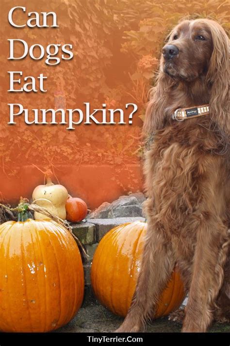 Talk to your veterinarian before making any substitutions to ensure your dog is still eating a 100% nutritionally complete diet. Can dogs eat pumpkin? A guide to feeding pumpkin to your ...