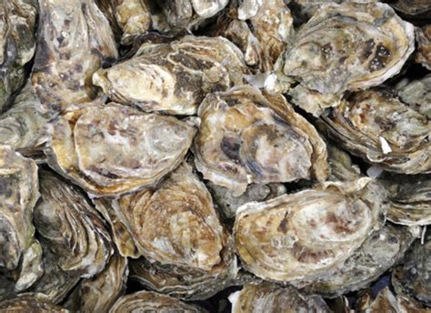 Seafood Connections of Central Florida | Your Florida Wholesale Seafood