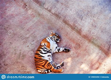 Beautiful Amur Tiger Portrait Dangerous Animal Stock Photo Image Of