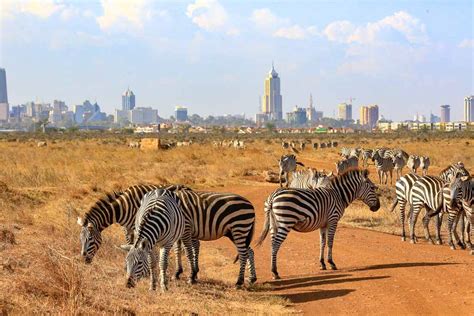 Nairobi National Park Introductory Safari Game Drive Kated