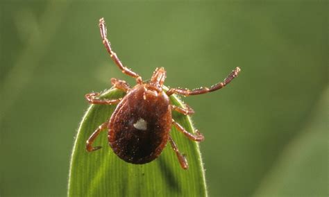 Tiny Lone Star Tick Blamed For Causing Meat Allergy In Hundreds Of