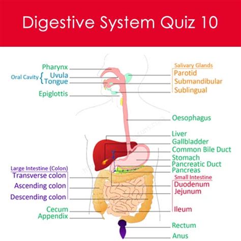 Digestive System Quiz 10 Human Digestive System Worksheets