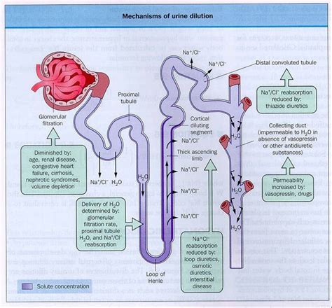 Parts Of Nephron And Function Re Why Is There A Difference In The