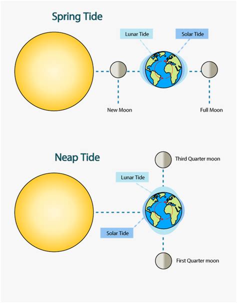 Moon Phase Png Sunlight Clipart Quarter Spring Tide Moon Position