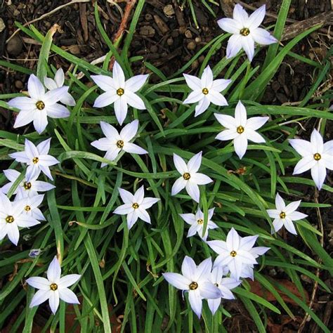 This collection of bulbs with give you a beautiful display of different shaped white flowers not to be missed all through early spring. 81 best images about Ipheion on Pinterest | Gardens, The ...