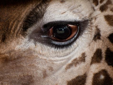Giraffe Eye Close Up Of The Eye Of A Giraffe At Marwell